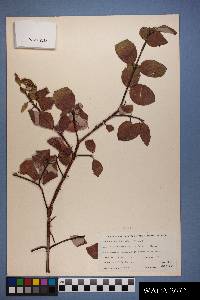 Cornus sericea subsp. sericea image